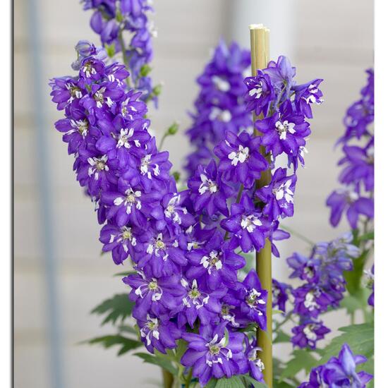 Delphinium variegatum subsp. variegatum: Plant in habitat Garden in the NatureSpots App