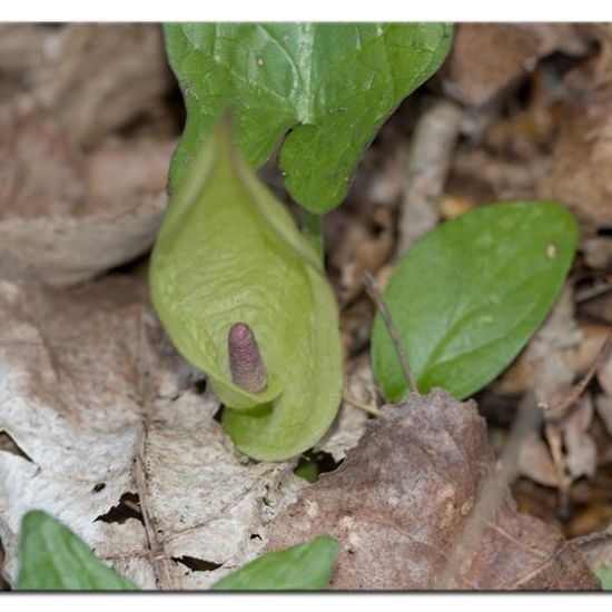 Arum maculatum: Plant in habitat Forest in the NatureSpots App