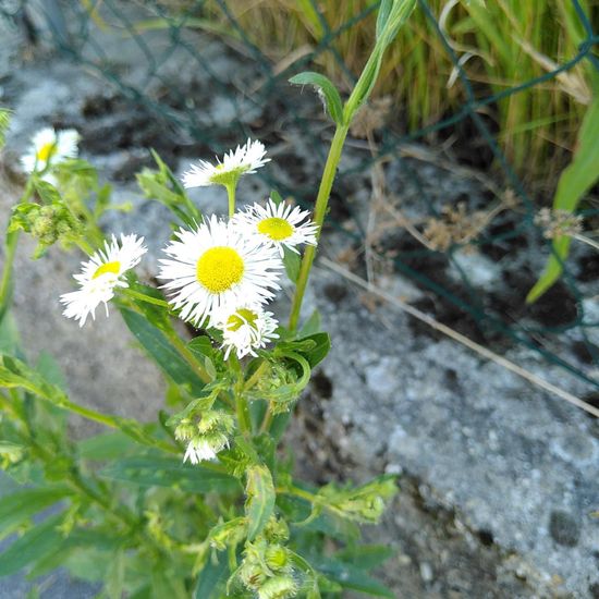 Feinstrahl: Pflanze im Habitat Strasse/Verkehr in der NatureSpots App