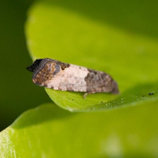 Spilonota ocellana: Tier im Habitat Garten in der NatureSpots App