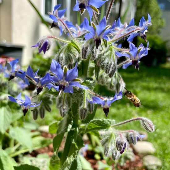 Bienen: Tier im Habitat Garten in der NatureSpots App