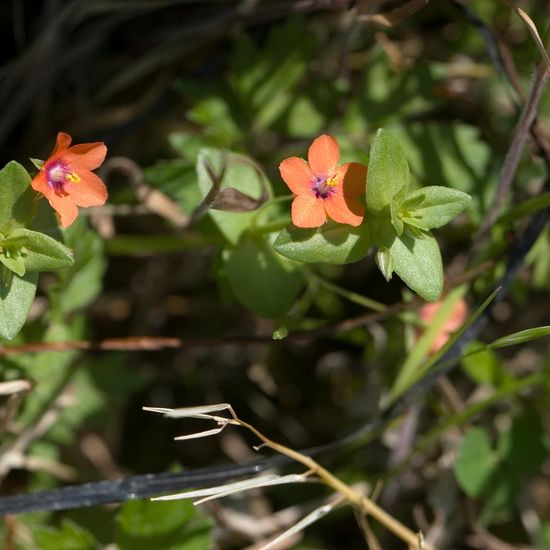 Anagallis arvensis: Plant in habitat Commerce or Industrial in the NatureSpots App