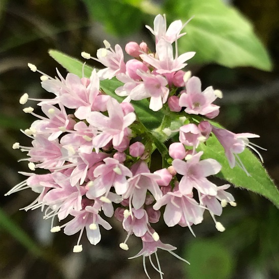 Mountain Valerian: Plant in habitat Rock areas in the NatureSpots App