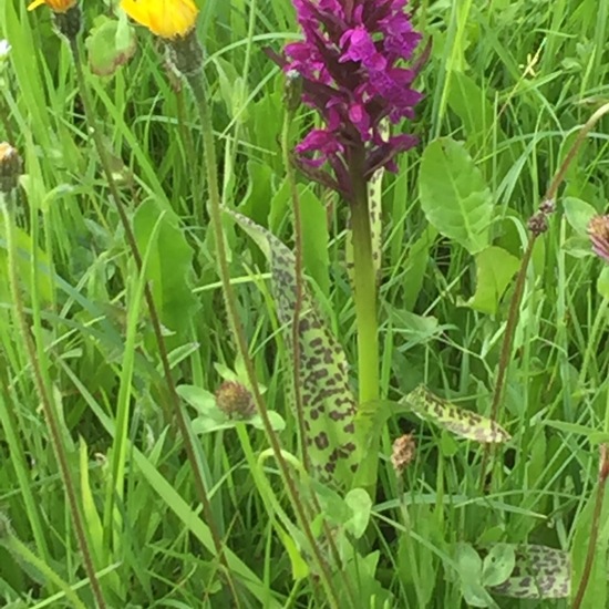 Landschaft: Landwirtschaft im Habitat Landwirtschaftliche Wiese in der NatureSpots App