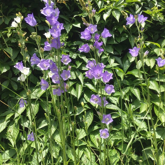 Campanula persicifolia: Plant in habitat Garden in the NatureSpots App