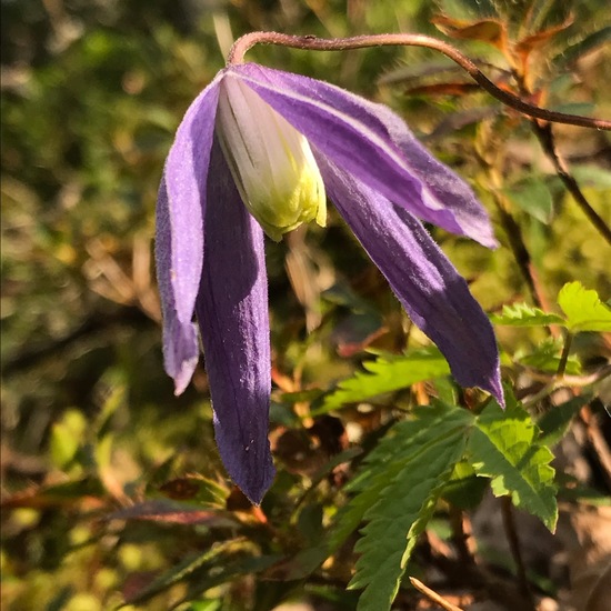 Clematis alpina: Plant in habitat Rock areas in the NatureSpots App