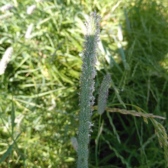 Timothy-grass: Plant in habitat Buffer strip in the NatureSpots App