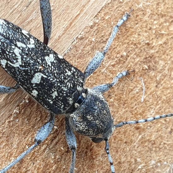 Dunkler Holzklafterbock: Tier im Habitat Garten in der NatureSpots App