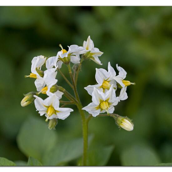 Potato: Plant in habitat Garden agriculture in the NatureSpots App