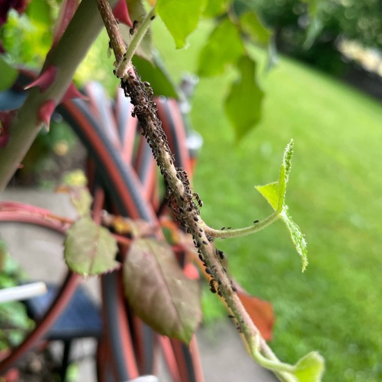 Ameisen: Tier im Habitat Garten in der NatureSpots App