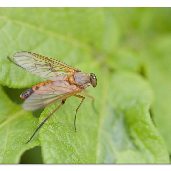 Rhagio tringarius: Tier im Habitat Gartenkultur in der NatureSpots App