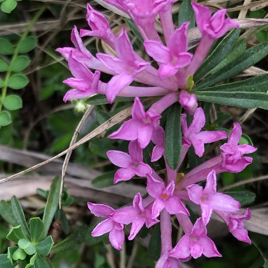 Daphne striata: Plant in habitat Rock areas in the NatureSpots App