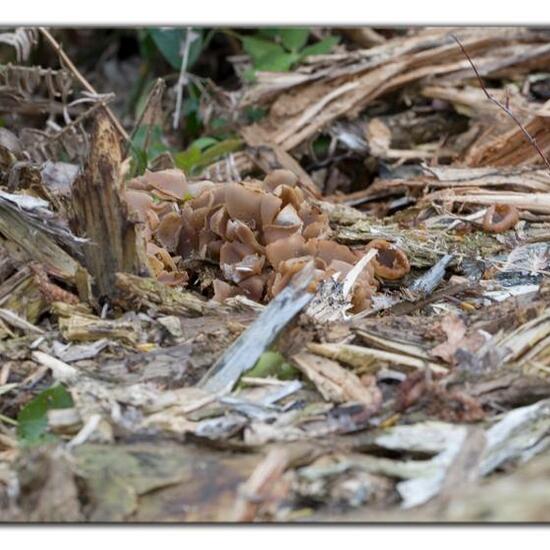 Kurzstieliger Becherling: Pilz im Habitat Wald in der NatureSpots App