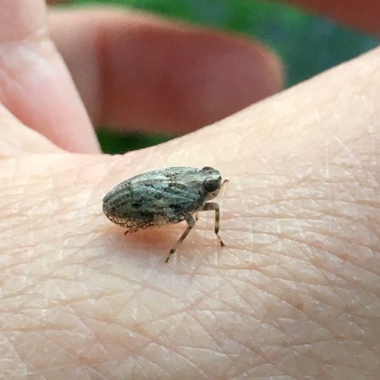 Echte Käferzikade: Tier im Habitat Garten in der NatureSpots App