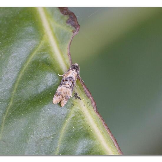 Cochylis nana: Tier im Habitat Grasland und Büsche in der NatureSpots App