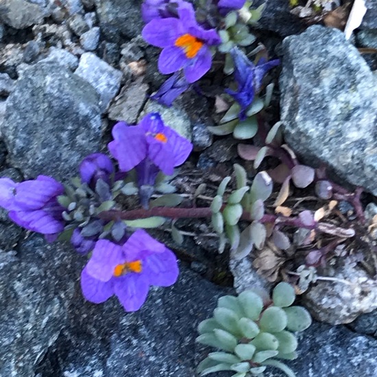 Linaria alpina: Plant in habitat Alpine tundra in the NatureSpots App