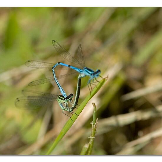 Azure damselfly: Animal in habitat Buffer strip in the NatureSpots App