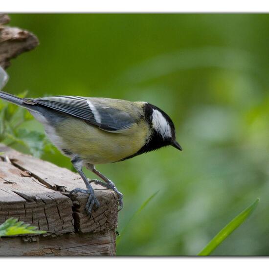 Kohlmeise: Tier im Habitat Hinterhof in der NatureSpots App