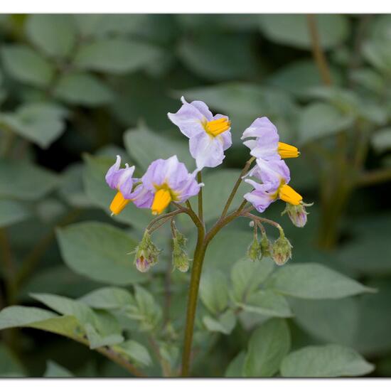 Potato: Plant in habitat Garden agriculture in the NatureSpots App