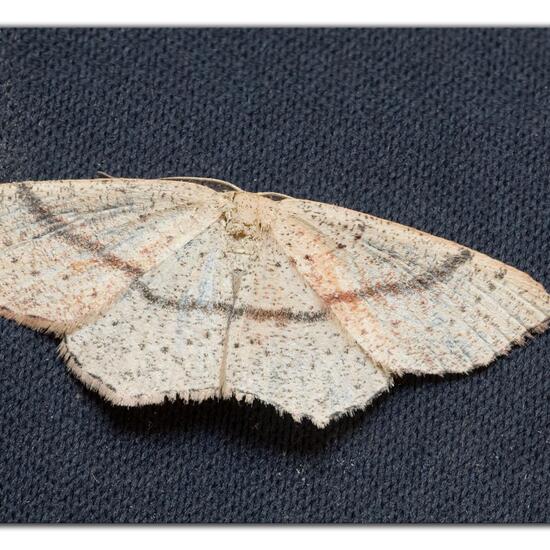 Cyclophora punctaria: Animal in habitat Garden in the NatureSpots App