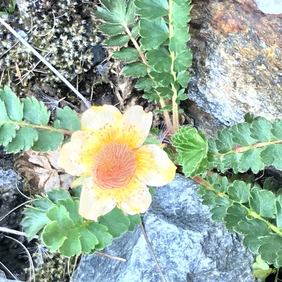 Geum reptans: Plant in habitat Alpine tundra in the NatureSpots App
