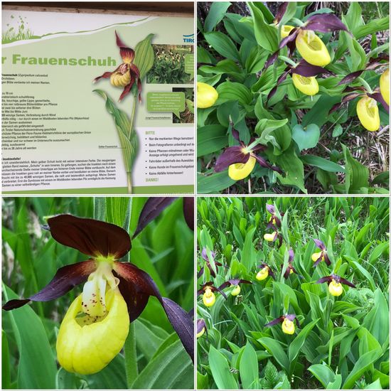 Cypripedium calceolus: Plant in habitat Temperate forest in the NatureSpots App