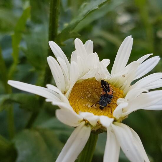 Eine unbekannte Art: Tier im Habitat Guerilla gardening in der NatureSpots App