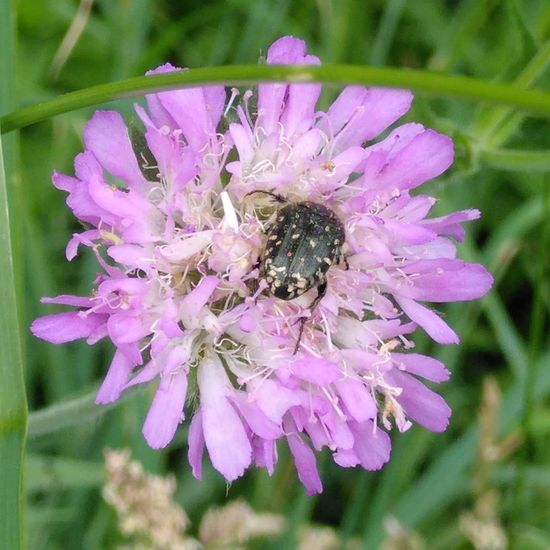 Trauer-Rosenkäfer: Tier im Habitat Hecke/Blumenbeet in der NatureSpots App