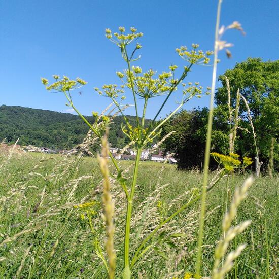 Parsnip: Plant in habitat Natural Meadow in the NatureSpots App
