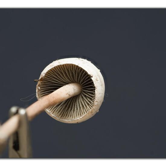 Psathyrella candolleana: Mushroom in nature in the NatureSpots App