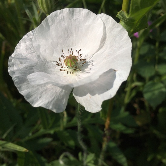 Klatschmohn: Pflanze im Habitat Garten in der NatureSpots App