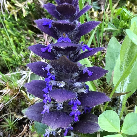 Ajuga pyramidalis: Plant in habitat Alpine tundra in the NatureSpots App