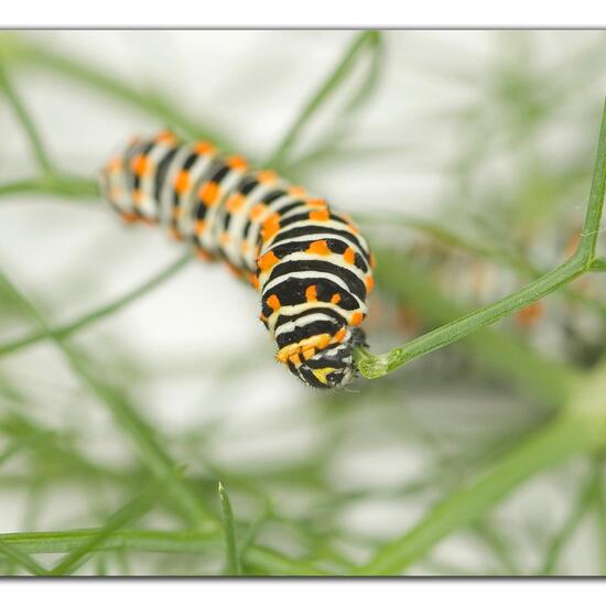 Schwalbenschwanz: Tier im Habitat Stadt und Garten in der NatureSpots App