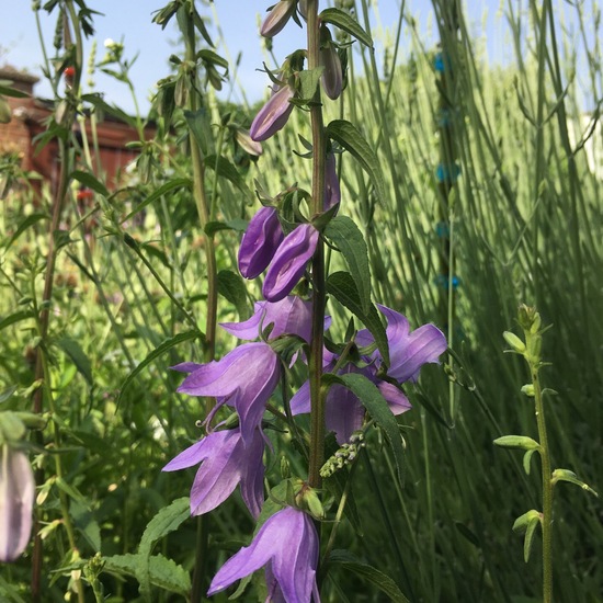 Campanula rapunculoides: Plant in habitat Garden in the NatureSpots App