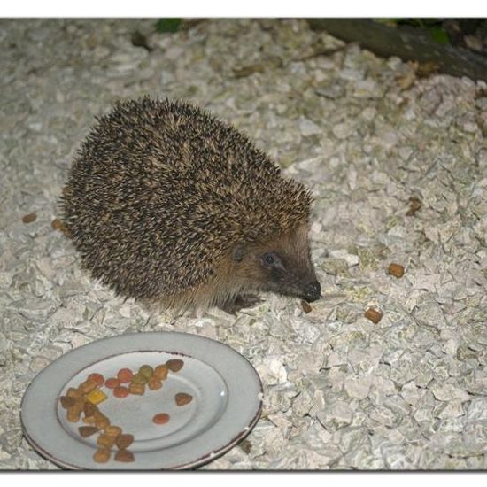 Braunbrustigel: Tier im Habitat Garten in der NatureSpots App