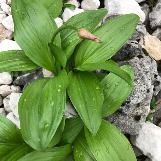 Allium victorialis: Plant in habitat Rock areas in the NatureSpots App