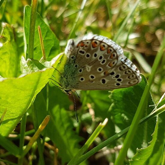 Lycaenidae: Animal in habitat Road or Transportation in the NatureSpots App