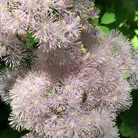 Thalictrum aquilegiifolium: Plant in habitat Temperate forest in the NatureSpots App