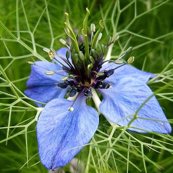 Nigella damascena: Plant in habitat Guerilla gardening in the NatureSpots App