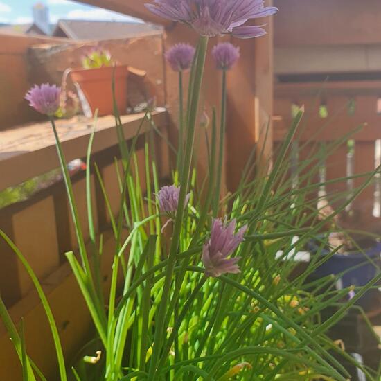 Chives: Plant in nature in the NatureSpots App