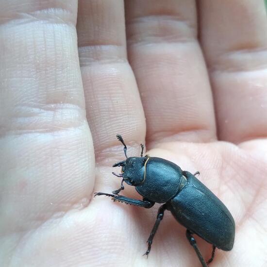 Balkenschröter: Tier im Habitat Garten in der NatureSpots App