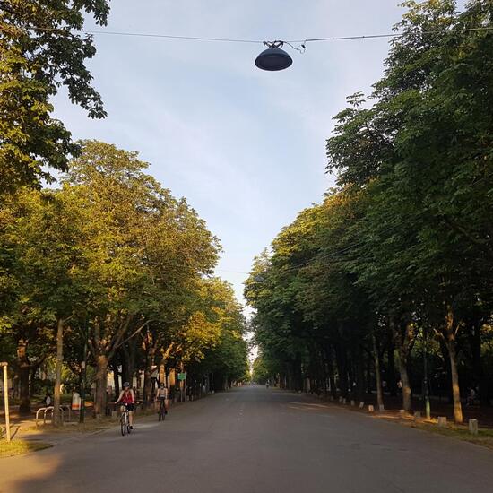 Gewöhnliche Rosskastanie: Pflanze im Habitat Strasse/Verkehr in der NatureSpots App