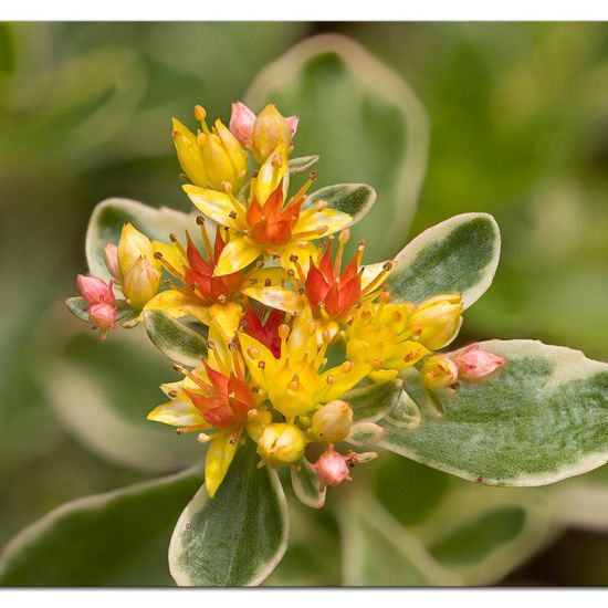 Landschaft: Stadt und Garten im Habitat Garten in der NatureSpots App