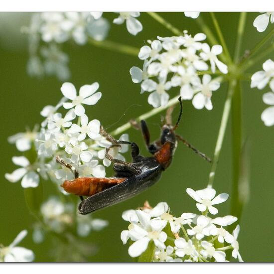 Gemeiner Weichkäfer: Tier im Habitat Strasse/Verkehr in der NatureSpots App