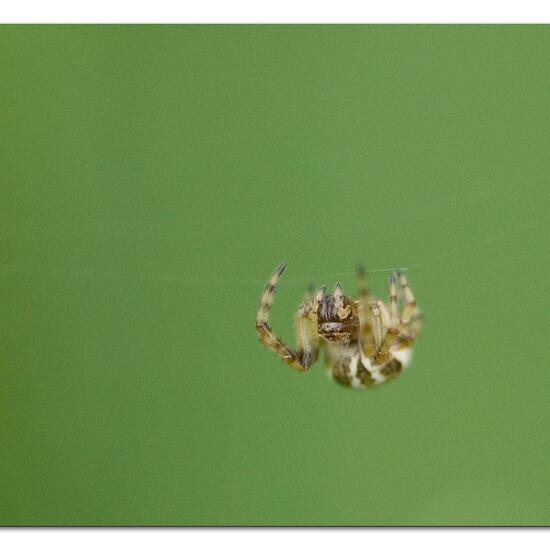 Schilfradspinne: Tier im Habitat Ackerrandstreifen in der NatureSpots App