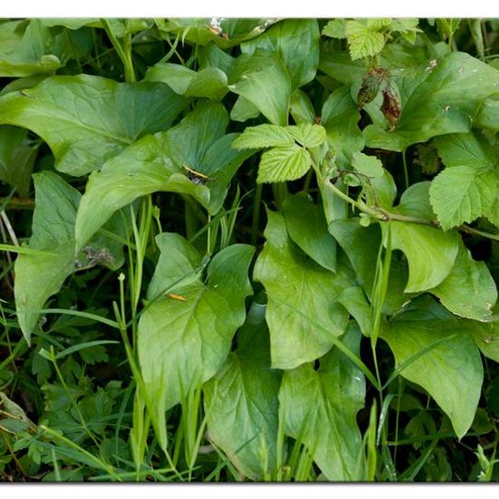 Arum maculatum: Plant in habitat Forest in the NatureSpots App