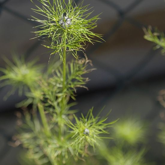 Nigella damascena: Plant in habitat Commerce or Industrial in the NatureSpots App