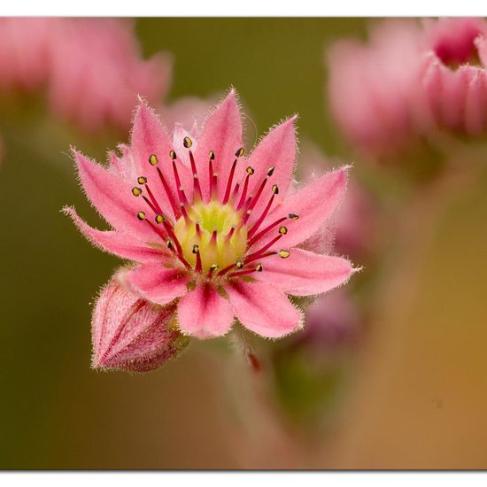 Landschaft: Stadt und Garten im Habitat Garten in der NatureSpots App