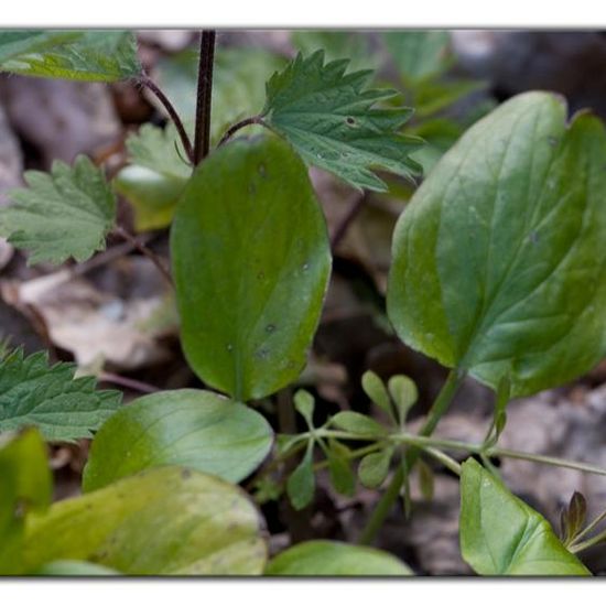 Arum maculatum: Plant in habitat Forest in the NatureSpots App