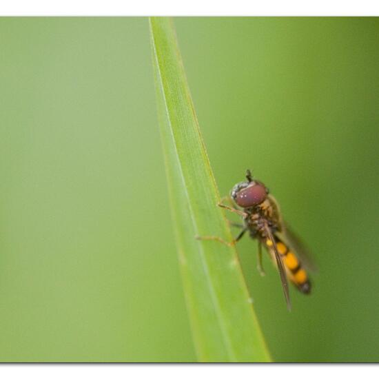 Melanostoma mellinum: Tier im Habitat Gartenkultur in der NatureSpots App